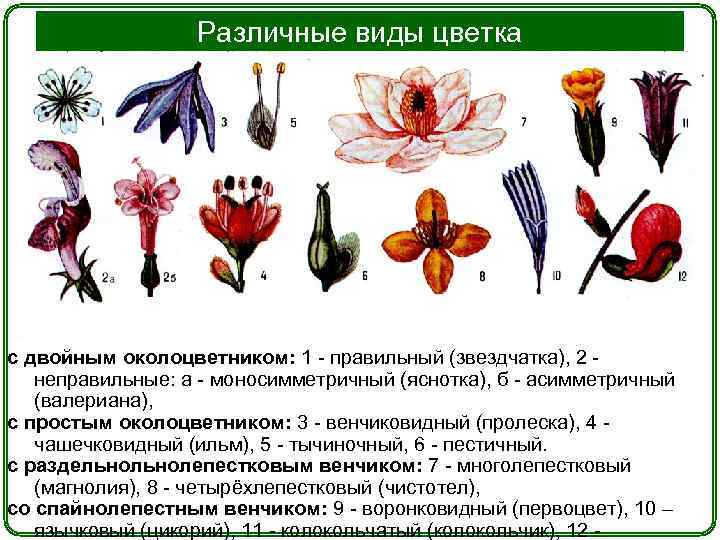 Отметь соответствующее изображение женский цветок