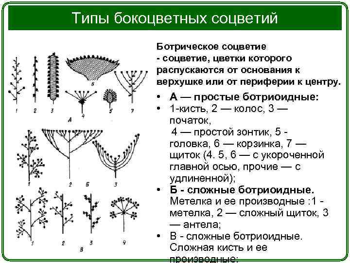 Определенные соцветия. Ботриоидные соцветия. Простые ботрические соцветия. Типы соцветия растений. Тип соцветия метелка.