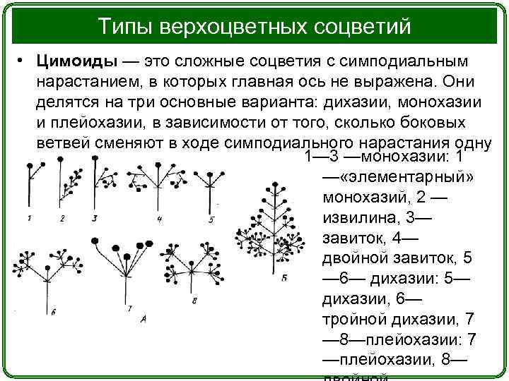 Простые и сложные соцветия