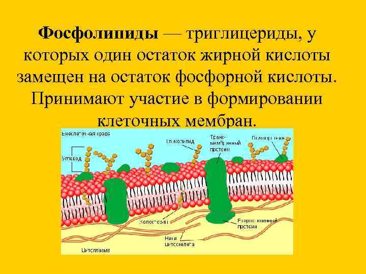   Фосфолипиды — триглицериды, у  которых один остаток жирной кислоты замещен на