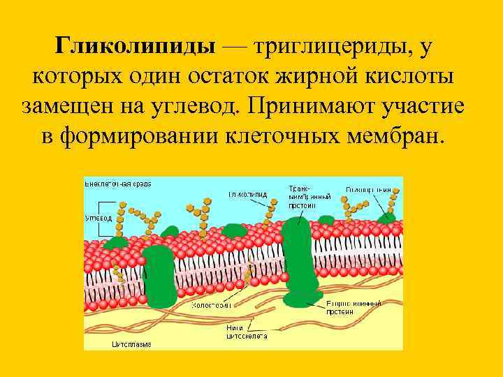  Гликолипиды — триглицериды, у  которых один остаток жирной кислоты замещен на