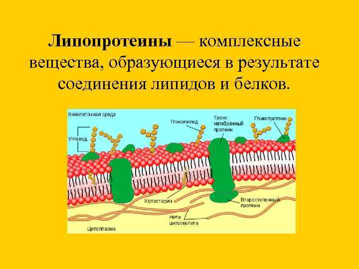  Липопротеины — комплексные вещества, образующиеся в результате соединения липидов и белков. 