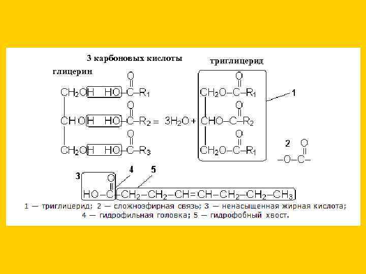   3 карбоновых кислоты  триглицерид глицерин 
