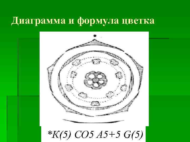 Диаграмма и формула цветка  *К(5) CО 5 A 5+5 G(5) 