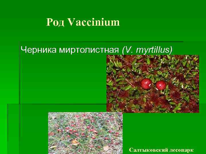  Род Vaccinium Черника миртолистная (V. myrtillus)     Салтыковский лесопарк 