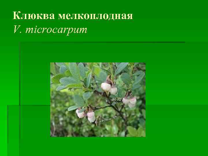 Клюква мелкоплодная V. microcarpum 