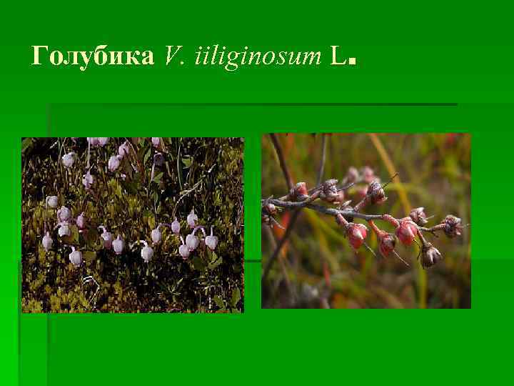 Голубика V. iiliginosum L. 