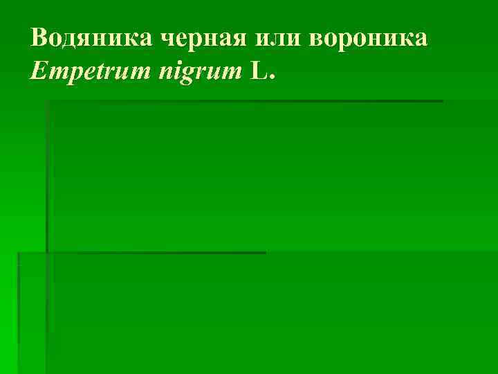 Водяника черная или вороника Empetrum nigrum L. 