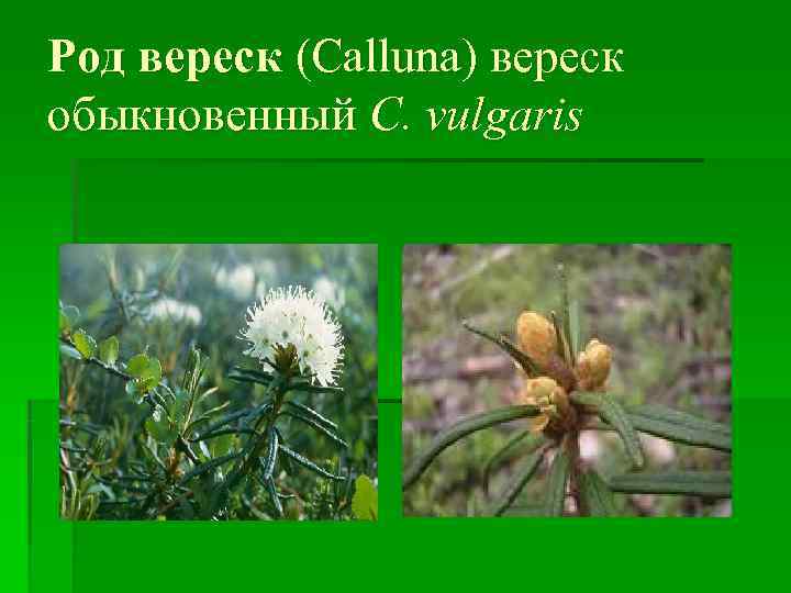 Род вереск (Calluna) вереск обыкновенный C. vulgaris 