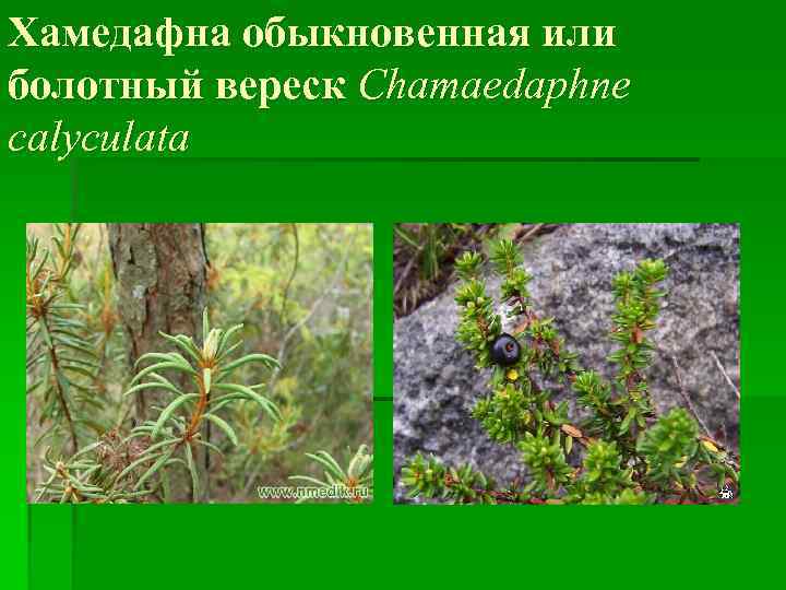 Хамедафна обыкновенная или болотный вереск Chamaedaphne calyculata 