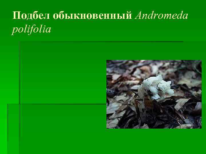 Подбел обыкновенный Andromeda polifolia 
