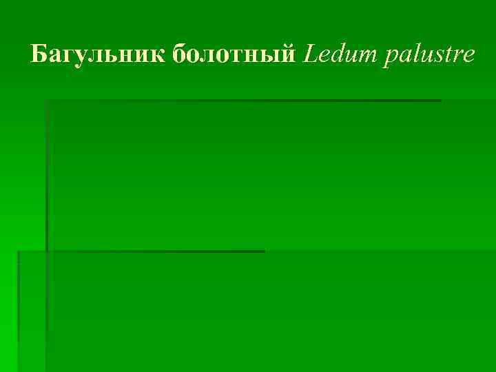 Багульник болотный Ledum palustre 