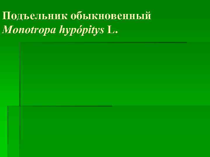 Подъельник обыкновенный Monotropa hypópitys L.  