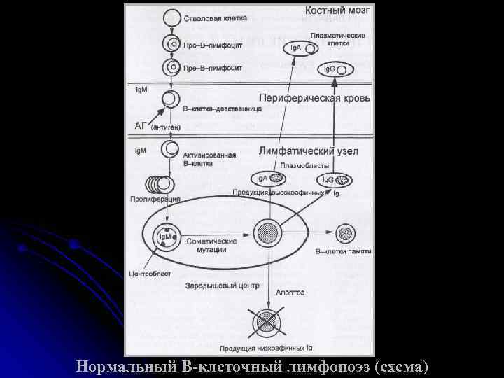 Нормальный В-клеточный лимфопоэз (схема) 
