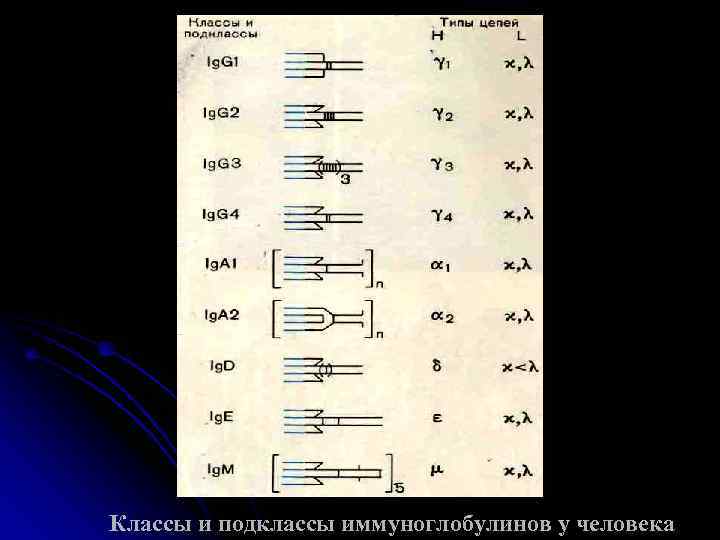 Классы и подклассы иммуноглобулинов у человека 