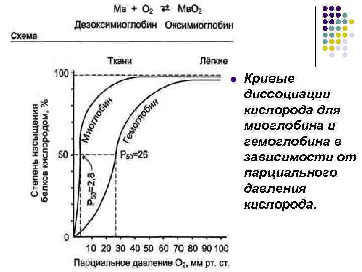 l  Кривые диссоциации кислорода для миоглобина и гемоглобина в зависимости от парциального давления