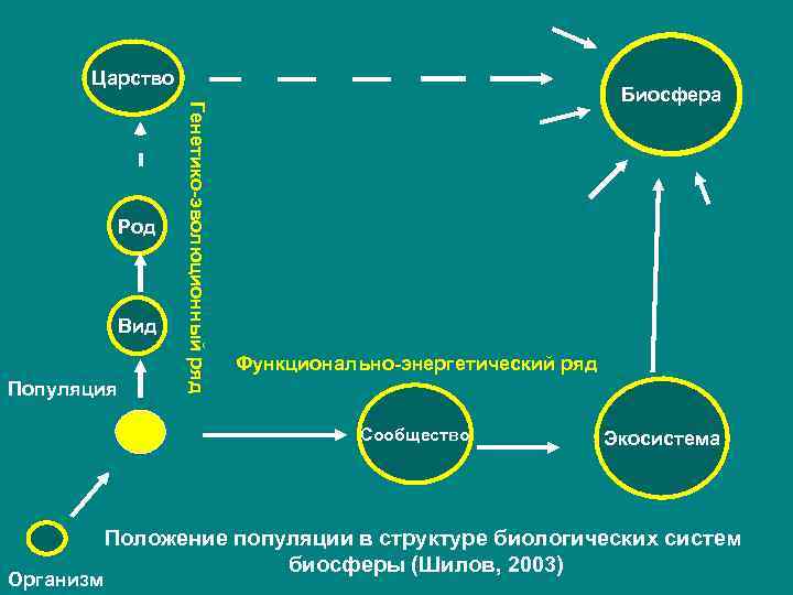 Энергетический ряд. Популяция экосистема Биосфера. Положение популяции в структуре биологических систем биосферы. Энергетическая организованность биосферы. Уровни организованности биосферы.