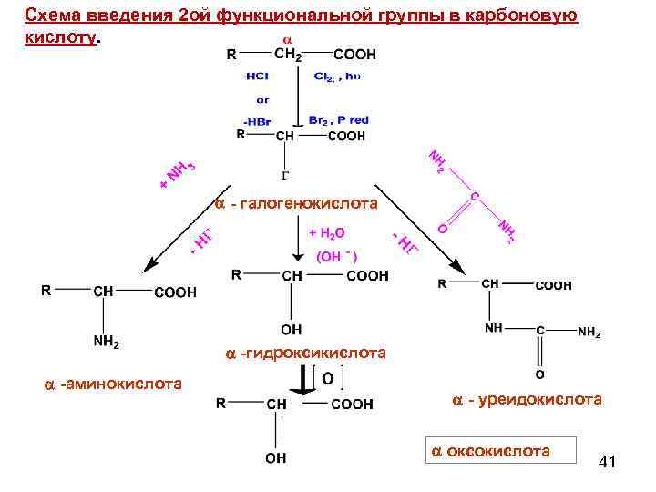 Общая схема глюконеогенеза из аминокислот глицерина и молочной кислоты