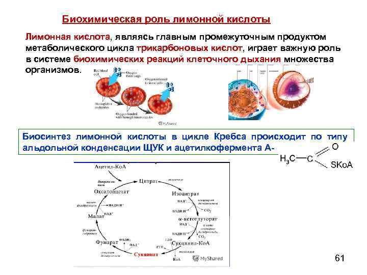 Схема образования мочевой кислоты