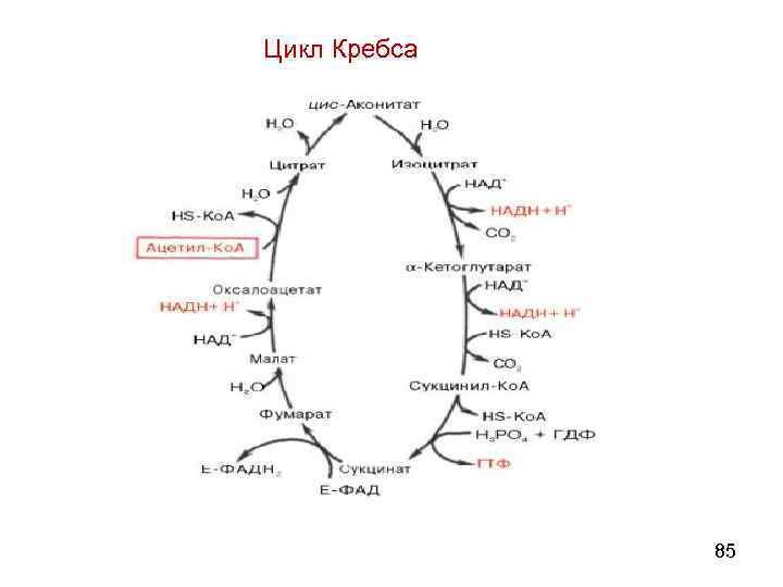 Цикл кребса фото