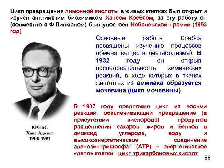 Цикл превращения лимонной кислоты в живых клетках был открыт и изучен английским биохимиком Хансом