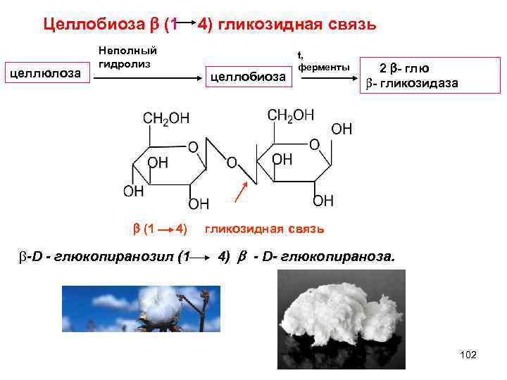 Целлобиоза (1 4) гликозидная связь целлюлоза Неполный гидролиз целлобиоза t, ферменты 2 - глю