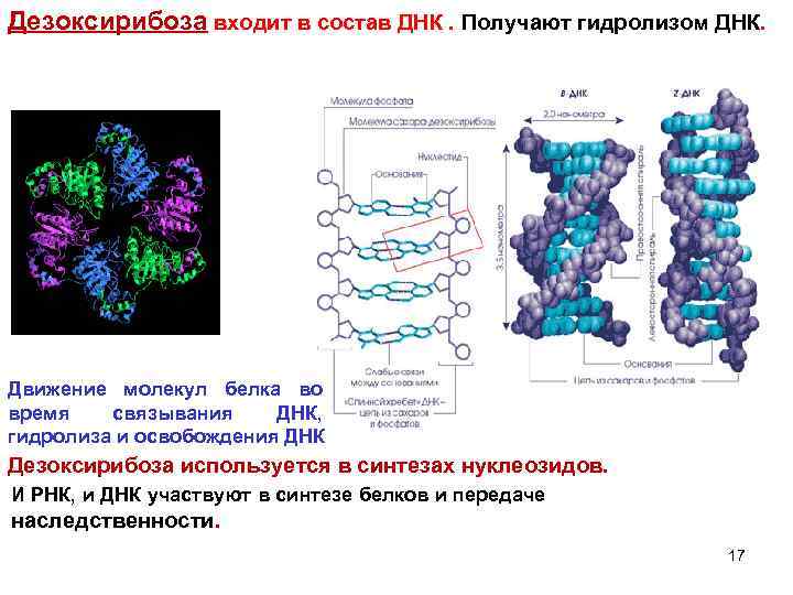 Дезоксирибоза входит в состав ДНК. Получают гидролизом ДНК. Движение молекул белка во время связывания