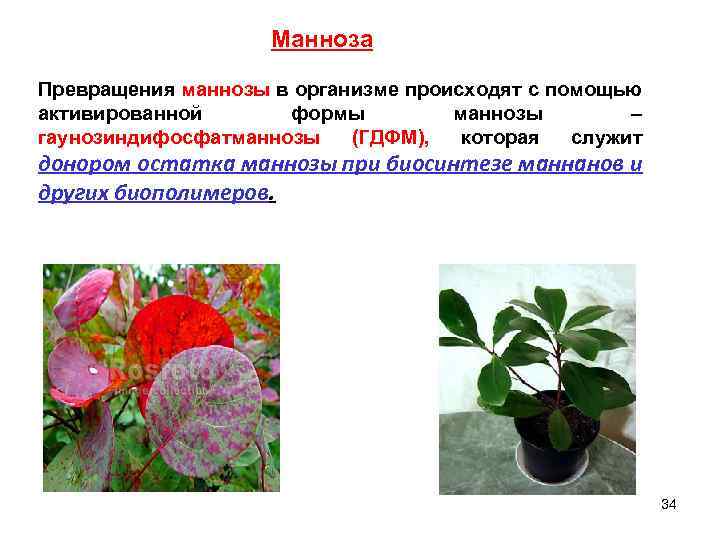 Манноза Превращения маннозы в организме происходят с помощью активированной формы маннозы – гаунозиндифосфатманнозы (ГДФМ),