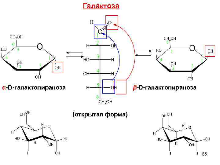 Галактоза α-D-галактопираноза β-D-галактопираноза (открытая форма) 35 