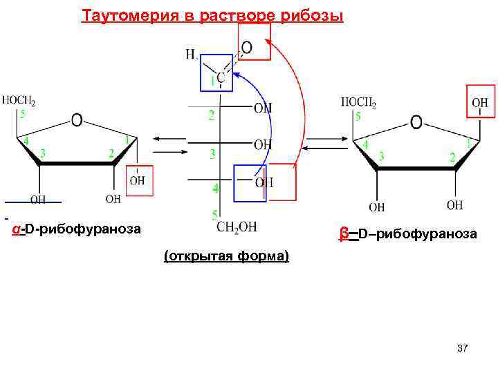 Таутомерия в растворе рибозы β–D–рибофураноза α-D-рибофураноза (открытая форма) 37 
