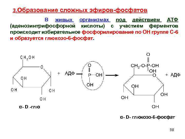 3. Образование сложных эфиров-фосфатов В живых организмах под действием АТФ (аденозинтрифосфорной кислоты) с участием