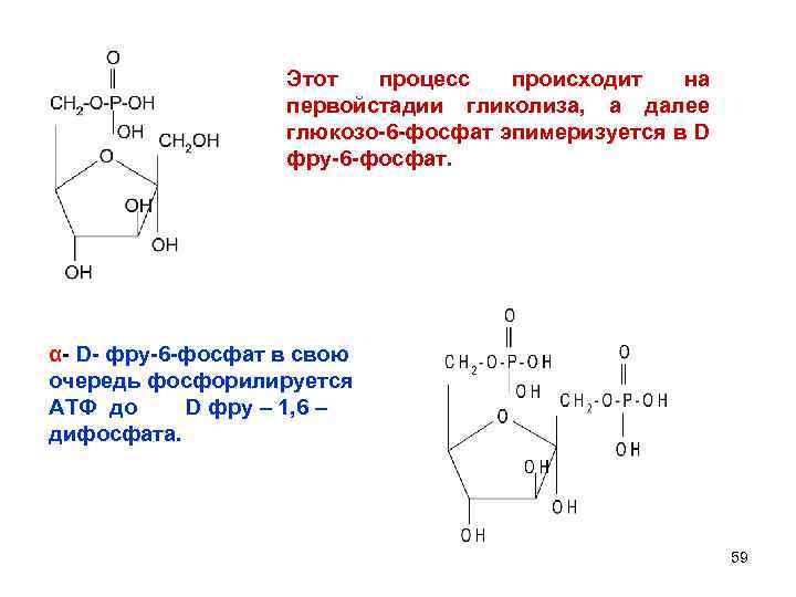 Этот процесс происходит на первойстадии гликолиза, а далее глюкозо-6 -фосфат эпимеризуется в D фру-6
