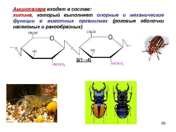 Аминосахара входят в состав: хитина, который выполняет опорные и механические функции в животных организмах