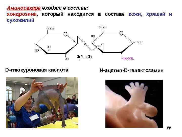 Аминосахара входят в состав: хондрозина, который находится в составе кожи, хрящей и сухожилий β(1→
