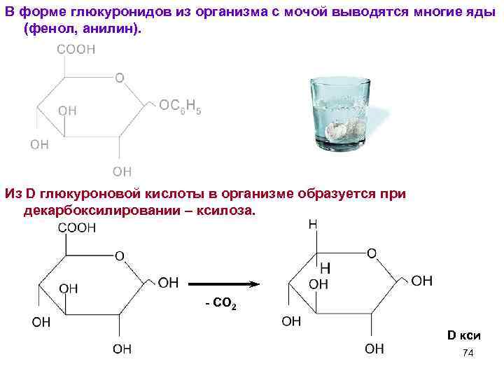 В форме глюкуронидов из организма с мочой выводятся многие яды (фенол, анилин). Из D