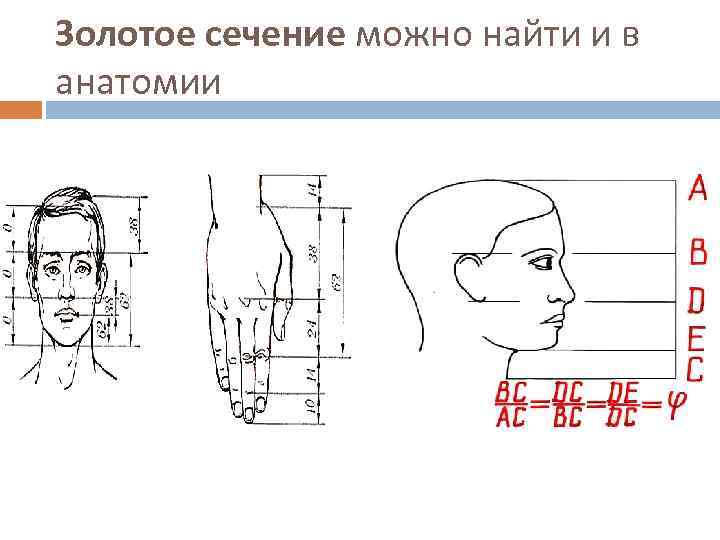 Золотое сечение можно найти и в анатомии 