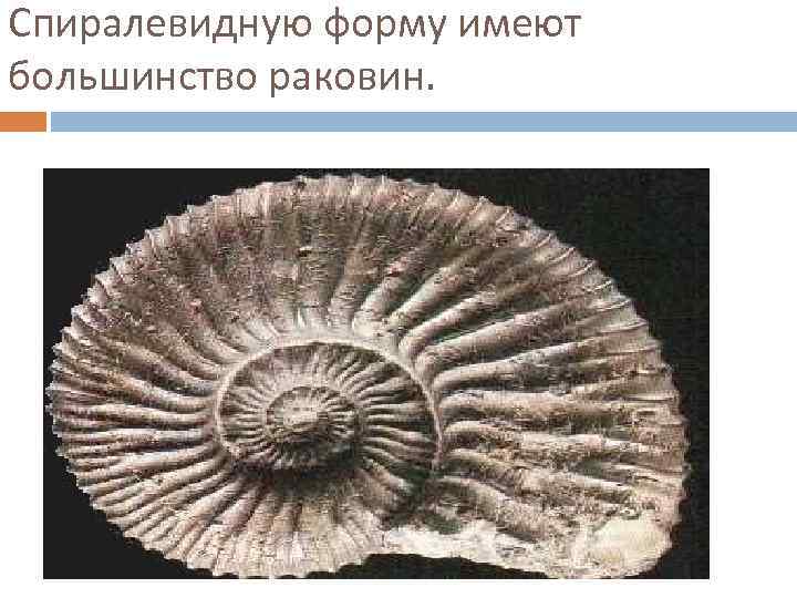 Спиралевидную форму имеют большинство раковин. 