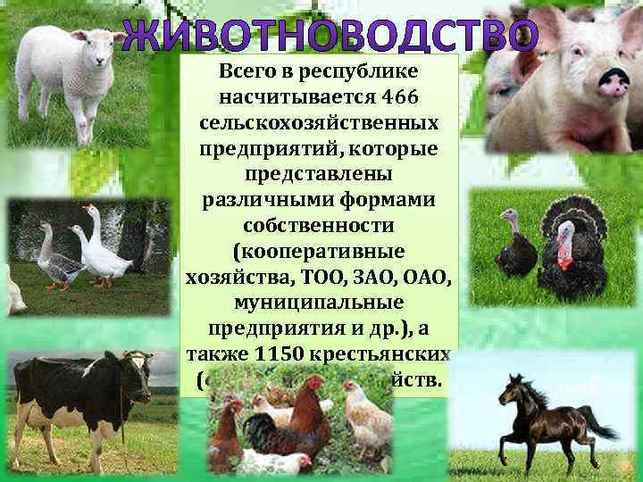   Всего в республике насчитывается 466  сельскохозяйственных  предприятий, которые  представлены