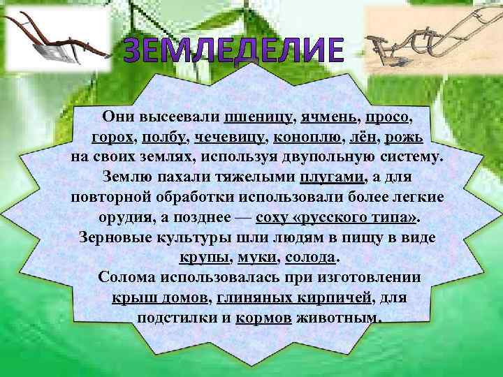   Они высеевали пшеницу, ячмень, просо, горох, полбу, чечевицу, коноплю, лён, рожь на