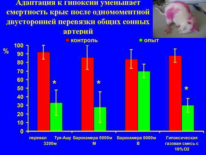 Адаптация к гипоксии уменьшает смертность крыс после одномоментной двусторонней перевязки общих сонных артерий 