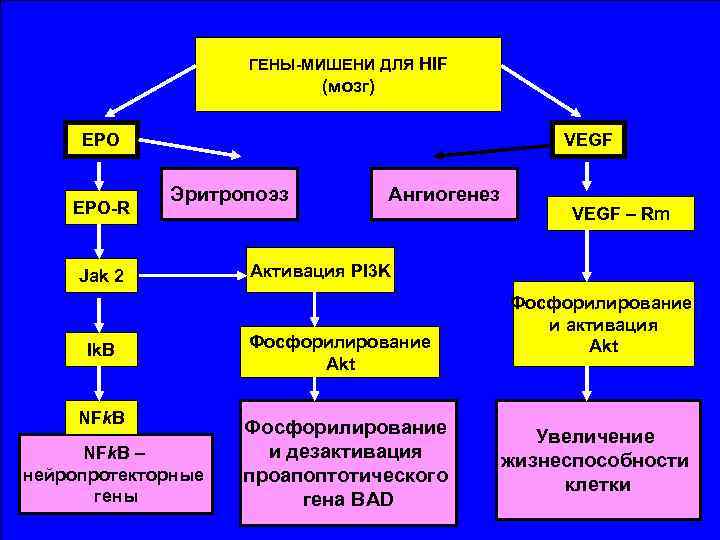 ГЕНЫ-МИШЕНИ ДЛЯ HIF (мозг) EPO-R VEGF Эритропоэз Jak 2 Ik. B NFk. B –