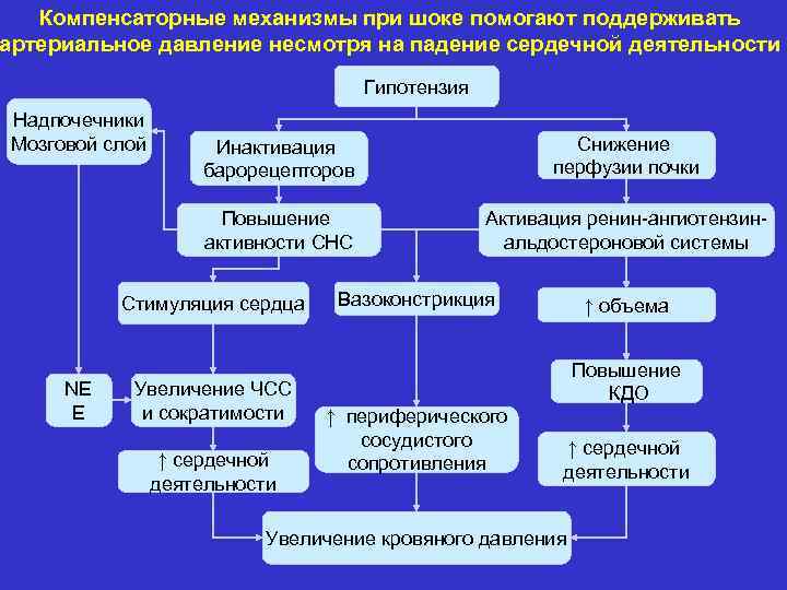 Компенсаторные механизмы. Компенсаторные механизмы при шоке. Механизм развития артериальной гипотензии. Артериальная гипотензия патогенез. Первичная артериальная гипотензия патогенез.