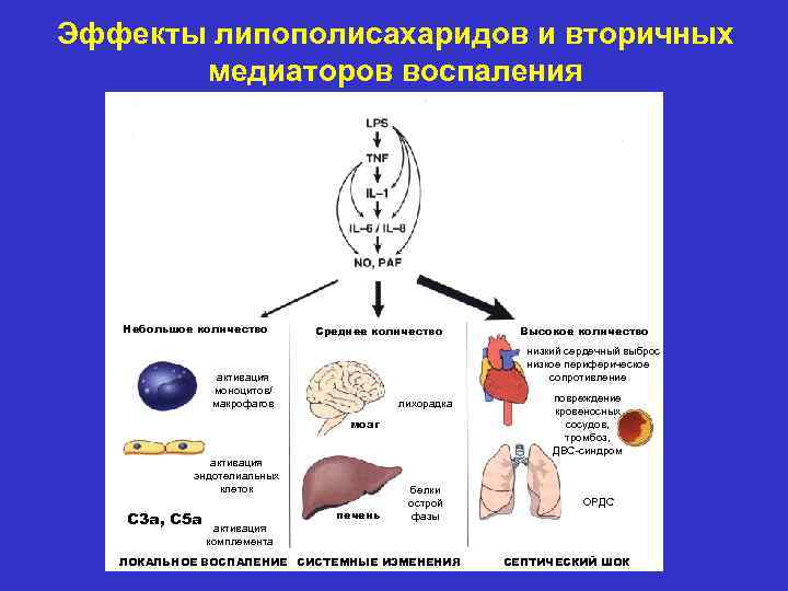 Эффекты липополисахаридов и вторичных медиаторов воспаления Небольшое количество Среднее количество низкий сердечный выброс низкое