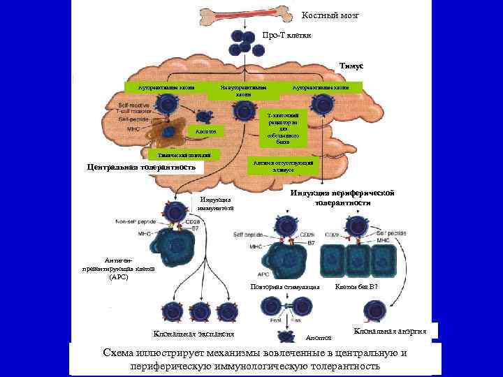 Костный мозг Про-Т клетки Тимус Аутореактивные клоны Не аутореактивные клоны Апоптоз Аутореактивные клоны Т-клеточный