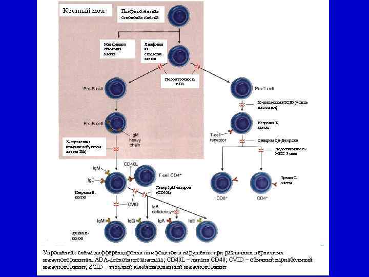 Костный мозг Плюрипотентная стволовая клетка Миелоидная стволовая клетка Лимфоидн ая стволовая клетка Недостаточность ADA