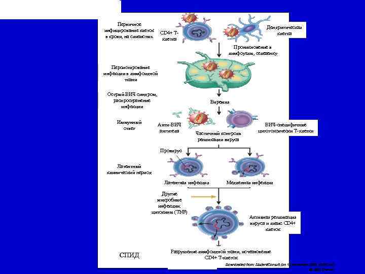 Первичное инфицирование клеток CD 4+ Тв крови, на слизистых клетка Дендритическая клетка Проникновение в