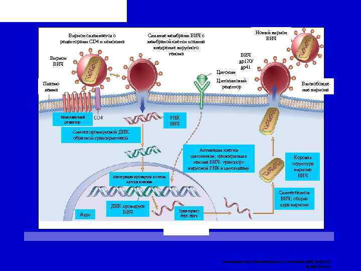 Вирион связывается с рецепторами CD 4 и хемокина Вирион ВИЧ Новый вирион ВИЧ Слияние