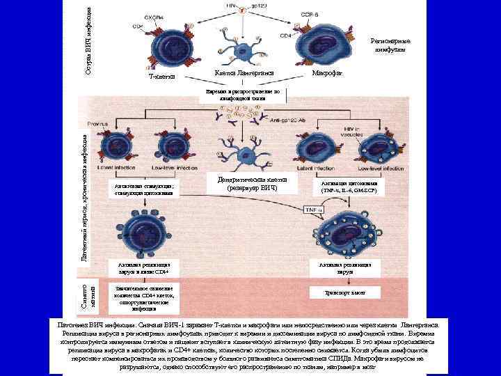 Острая ВИЧ инфекция Регионарные лимфузлы Т-клетка Клетка Лангерганса Макрофаг Латентный период, хроническая инфекция Виремия