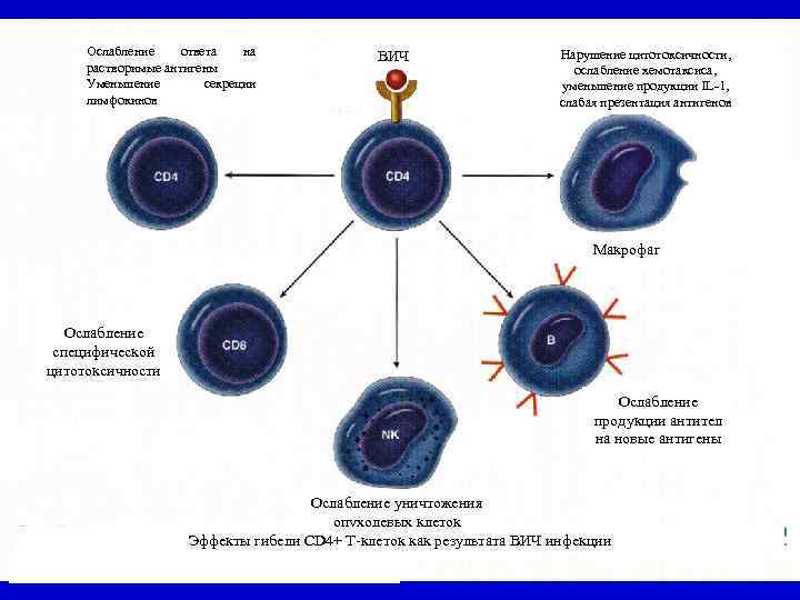 Ослабление ответа на растворимые антигены Уменьшение секреции лимфокинов ВИЧ Нарушение цитотоксичности, ослабление хемотаксиса, уменьшение