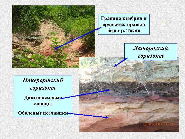 Граница кембрия и ордовика, правый берег р. Тосна Латорпский горизонт Пакерортский горизонт Диктионемовые сланцы